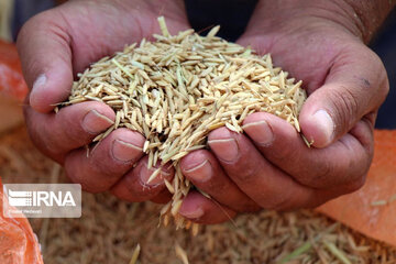 La récolte du riz au nord d'Iran