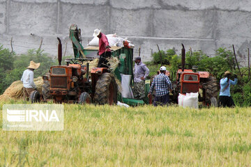 La récolte du riz au nord d'Iran