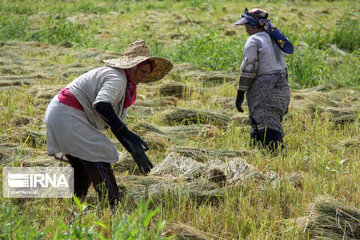 La récolte du riz au nord d'Iran