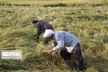 La récolte du riz au nord d'Iran