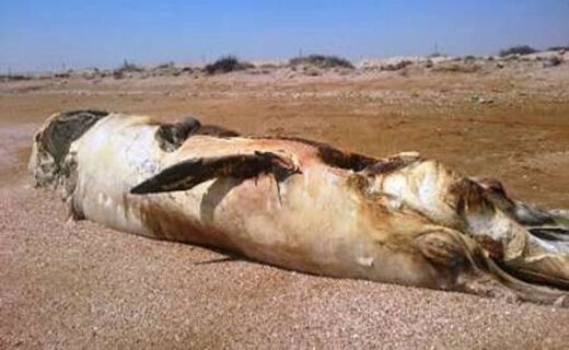 مشاهده لاشه یک نهنگ در ساحل سیریک هرمزگان