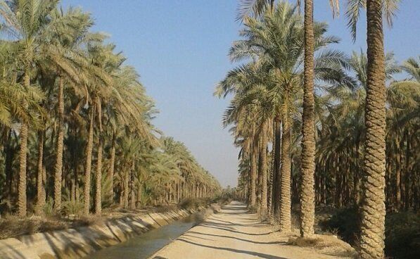 ۲۱هزار و ۸۹۹ هکتار از نخیلات خوزستان بیمه شد