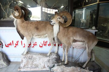 موزه تاریخ طبیعی اداره کل محیط زیست استان سمنان