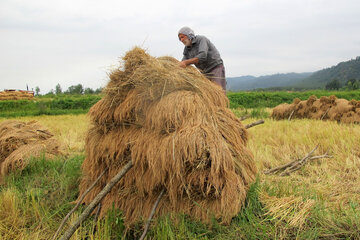 برداشت برنج در رضوانشهر