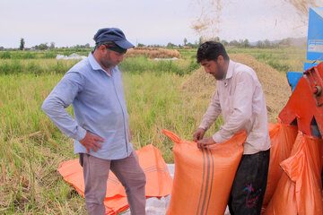 برداشت برنج در رضوانشهر
