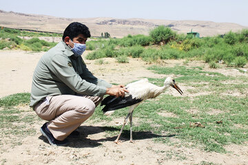 مداوا و رهاسازی یک بال لک‌لک