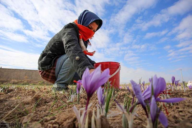 فروش قراردادی تولیدات کشاورزان خراسان شمالی ناچیز است