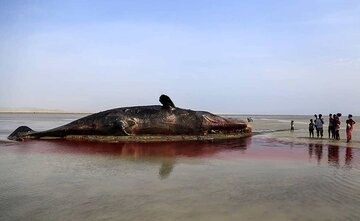 Una baleine géante échouée sur une plage d’Hormozgan 