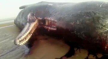 Una baleine géante échouée sur une plage d’Hormozgan 