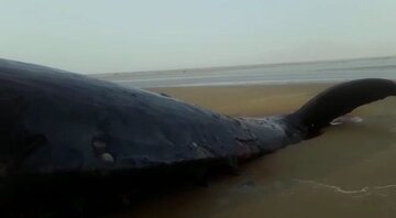 Una baleine géante échouée sur une plage d’Hormozgan 