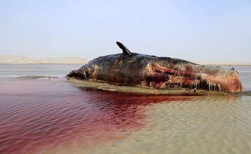 Una baleine géante échouée sur une plage d’Hormozgan 