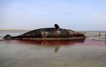 Una baleine géante échouée sur une plage d’Hormozgan 