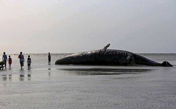 Una baleine géante échouée sur une plage d’Hormozgan 