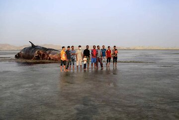 Una baleine géante échouée sur une plage d’Hormozgan 