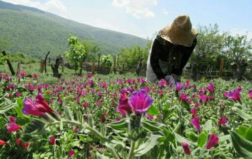 ساماندهی مراتع البرز تنها با مشارکت مردم امکانپذیر است 