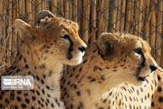 Saving Iranian Cheetah top priority for Iran Department of Environment 