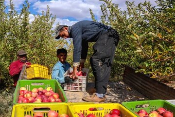شرکت تعاونی سیب درختی، حلقه مفقوده کشاورزی سمیرم