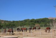 Cría de caballos kurdos en Bukan