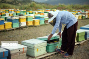  زنبورستان‌های مازندران با کمبود عرصه مواجه هستند