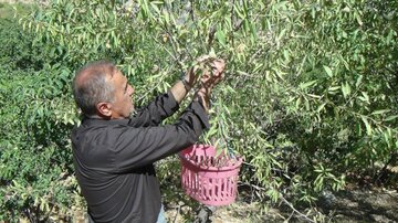 برداشت بادام از باغ‌های آذربایجان‌غربی آغاز شد/ محصولی جایگزین برای مصرف کمتر آب