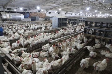 ۱۰۰هزار قطعه مرغ تولیدی شهرستان فارسان آماده توزیع است