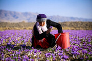 مشکلات زعفران کاران با حضور خاوازی و سرقینی بررسی می‌شود