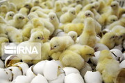 مشوق‌هایی برای احیای نژاد مرغ آرین در کردستان اعمال می‌شود