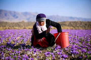 مشکلات زعفران کاران با حضور خاوازی و سرقینی بررسی می‌شود