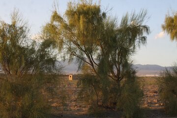 درختچه های تاغ وگزناجی زندگی مردم کویر سمنان