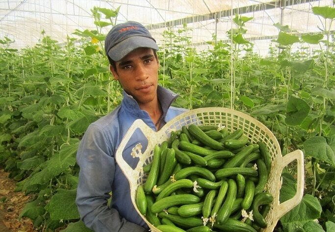 تولید محصولات گلخانه‌ای ۶ هزار فرصت شغلی در  یزد ایجاد کرد