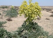 ۲ هزار هکتار به وسعت کشت گیاهان دارویی استان سمنان افزوده می‌شود