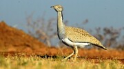 هوبره مرغ بمب‌افکن کویر، پرنده‌ای در خطر انقراض 