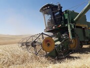 مدیر جهاد کشاورزی: امسال میزان تولید گندم میامی کاهش یافت