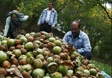 هفت هزار و ۵۰۰ تن محصول گردو در چهارمحال و بختیاری تولید شد