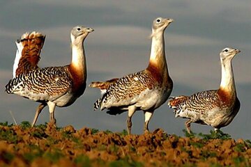 آذربایجان‌غربی مامن پرندگان در حال انقراض