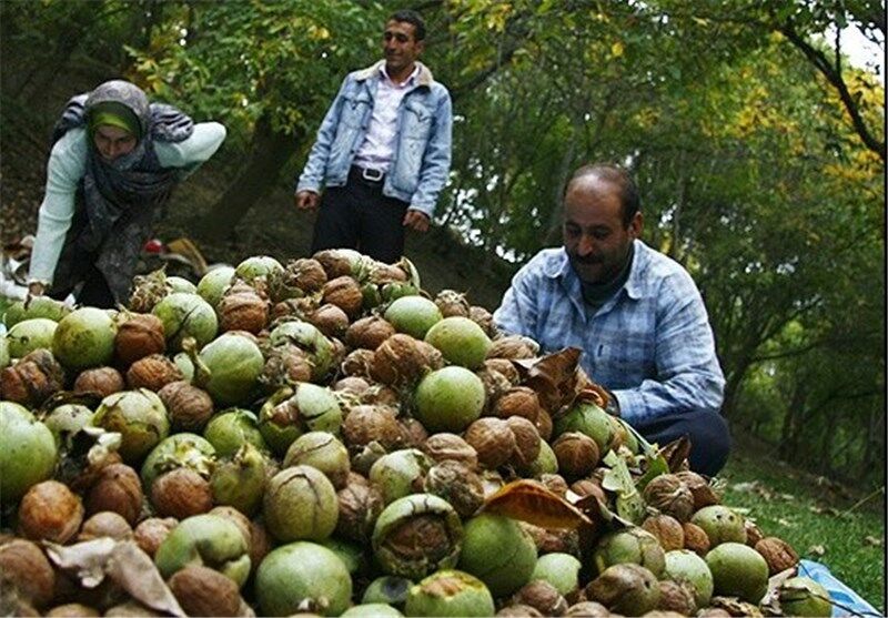 هفت هزار و ۵۰۰ تن محصول گردو در چهارمحال و بختیاری تولید شد