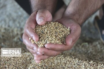 ۱۵۰۰ تُن بذر گندم در مهاباد برای کشت پاییزه توزیع شد
