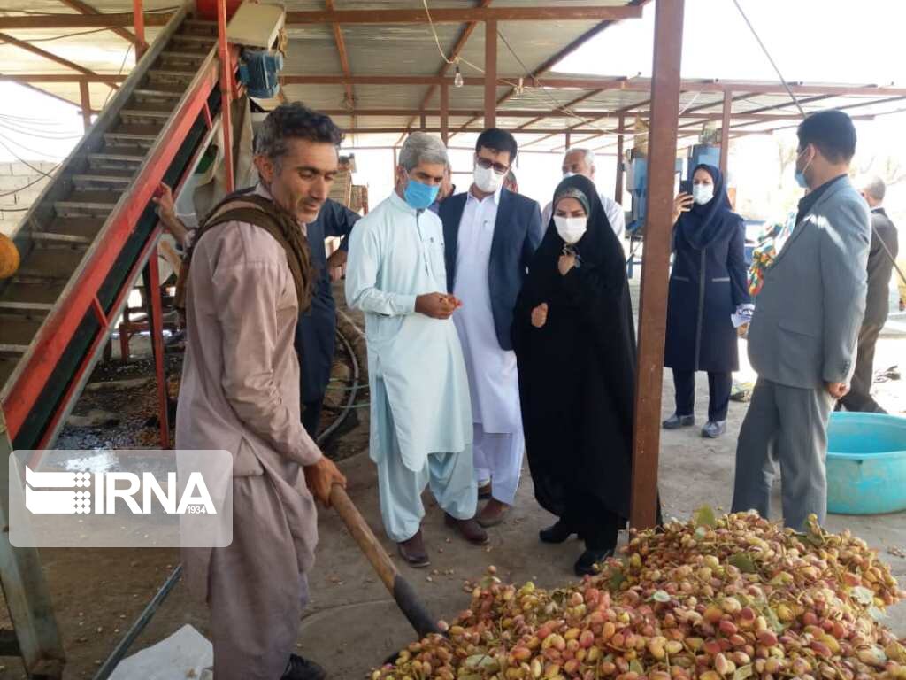 فرماندار تفتان: گوهرکوه قطب مهم تولید پسته سیستان و بلوچستان است