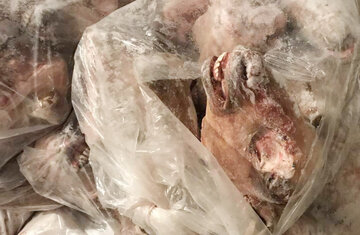 ۳۵ تن گوشت فاسد در شیراز معدوم شد