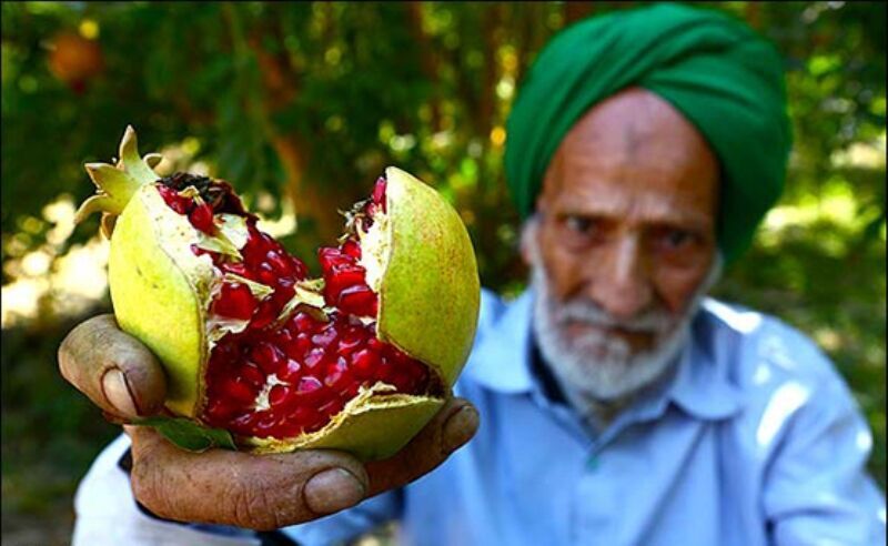هجوم آفت‌های تا دندان مسلح به باغات انار تفت