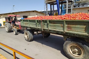 فعالیت کارخانه تولید رب گوجه‌فرنگی در میاندوآب