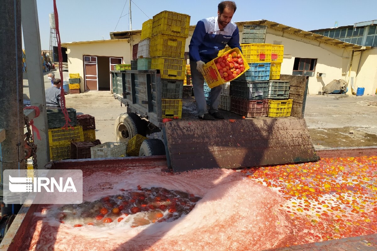 ایجاد زنجیره ارزش در بخش کشاورزی کردستان عامل رونق تولید و اشتغال است