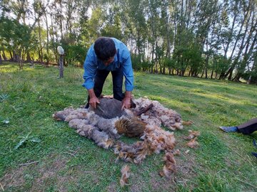 علاقے خلخال میں بھیڑوں کے جمے اور الجھے ہوئے اون کو کاٹنے کی تصاویر