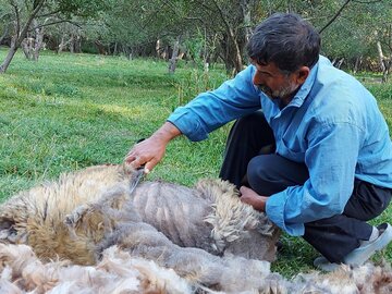 علاقے خلخال میں بھیڑوں کے جمے اور الجھے ہوئے اون کو کاٹنے کی تصاویر