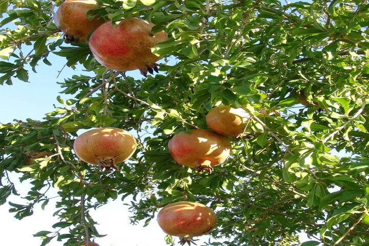 فنوج؛ سرزمین نخلستانها، معادن و ظرفیتهای مغفول گردشگری در مسیر توسعه پایدار