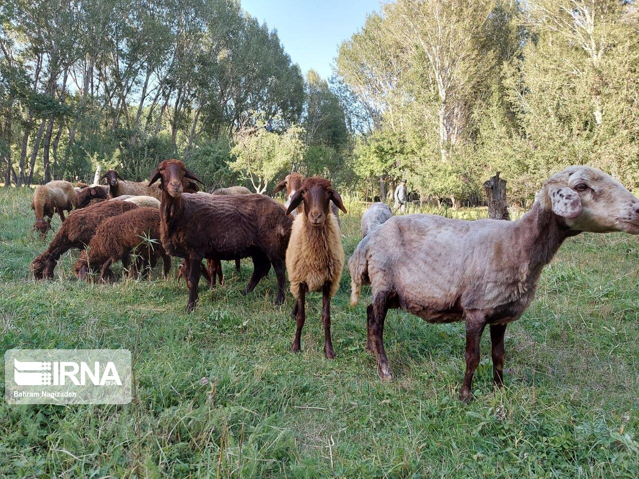 دام سبک استان سمنان رایگان علیه بیماری طاعون واکسینه می‌شود