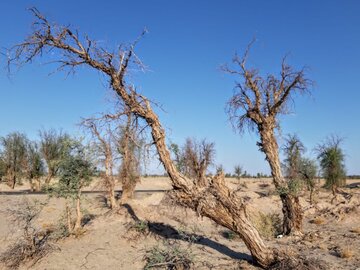 مرگ تدریجی صدها هکتار از درختان کهور منحصر به فرد ایرانی در ریگان