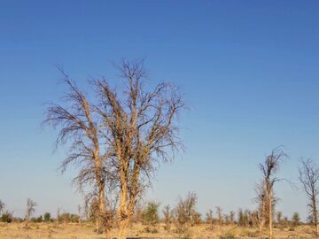 مرگ تدریجی صدها هکتار از درختان کهور منحصر به فرد ایرانی در ریگان