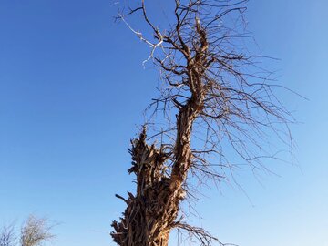 مرگ تدریجی صدها هکتار از درختان کهور منحصر به فرد ایرانی در ریگان