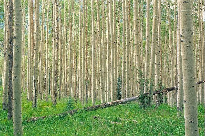 پرداخت تسهیلات ۱۰۰ میلیون ریالی برای زراعت چوب در گنبدکاووس